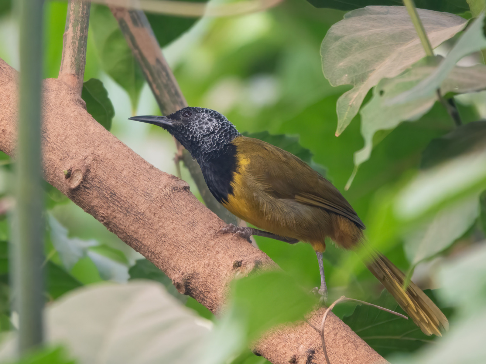 image Oriole Warbler